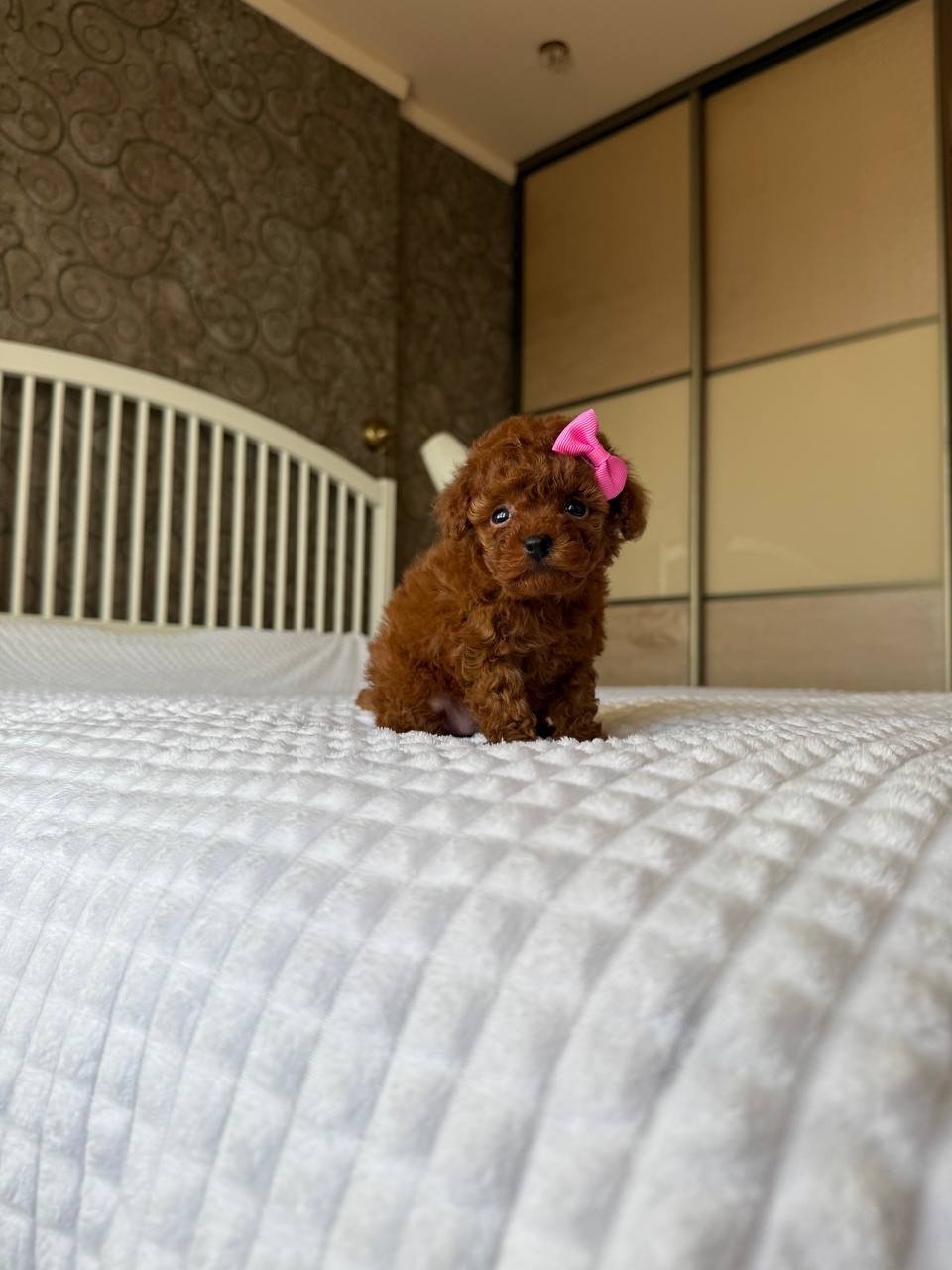 Coco Toy Poodle puppy for sale in Texas at Tiny Paw